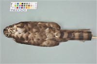 鳳頭蒼鷹藏品圖，第3張